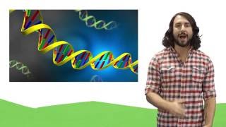 Nucleic Acids DNA and RNA [upl. by Ahsoet731]