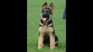 Puppy Training  Positive Method  3 months old German Shepherd Dog  K9 Ambassador [upl. by Maloney]