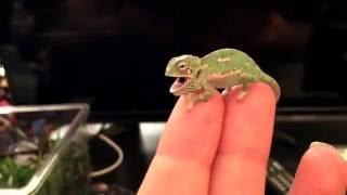 BABY CHAMELEON Changes Color Pattern 1 DAY OLD [upl. by Mahseh]