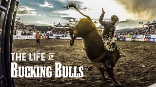 The Life of Bucking Bulls [upl. by Ateuqal]