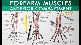 Forearm Muscles  Anterior Compartment  Anatomy Tutorial [upl. by Fidele186]