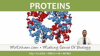 Chemicals of Life  Proteins  Post 16 Biology A Level PreU IB AP Bio [upl. by Ideih359]