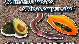 ¿ Puede la Lombriz Roja Californiana comer alimento fresco [upl. by Vivi]