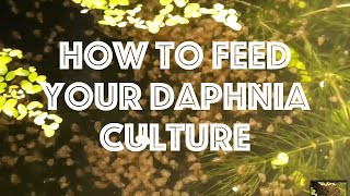 How To Feed Your Daphnia Culture [upl. by Nomra]