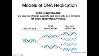 DNA Replication Models [upl. by Ynej658]