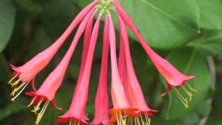 Plant portrait  Coral honeysuckle Lonicera sempervirens [upl. by Anelac723]