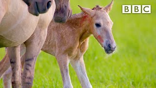 Adorable newborn foal takes first steps 🐎  BBC [upl. by Jensen22]