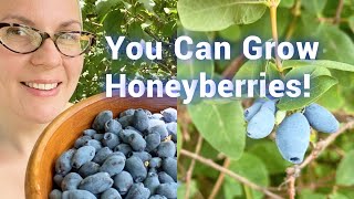 Start Berry Season a Whole MONTH Earlier All About Honeyberries [upl. by Enilekaj470]