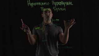 HypothalamicHypophyseal Portal System [upl. by Eolhc767]