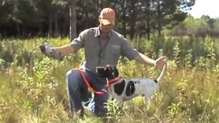 Free Hunting Dog Training Videos  Willow Creek Kennels  Positive Reinforcement Training [upl. by Azmah]