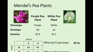 N5 Biology  24 Variation and Inheritance [upl. by Airbas]