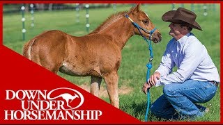 Clinton Anderson Foal Training  Downunder Horsemanship [upl. by Oderfigis]