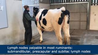 Lymph node palpation in ruminants [upl. by Rednasela]