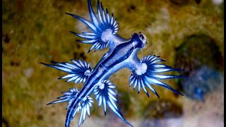 Facts The Blue Sea Dragon [upl. by Perron201]