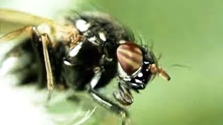 Facts About Flies  Secret Nature  Fly Documentary  Natural History Channel [upl. by Kirtap]