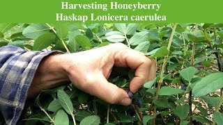 Harvesting Honeyberry Haskap Lonicera caerulea [upl. by Cassey]