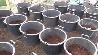 Allotment Diary  How I plant  grow my Container grown Potatoes [upl. by Aisac]