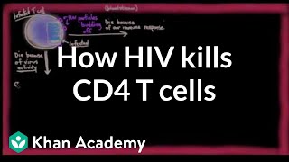 How HIV kills so many CD4 T cells  Infectious diseases  NCLEXRN  Khan Academy [upl. by Estrella]