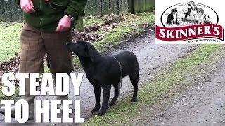 Gundog training tips  Steady to heel [upl. by Gabriello]