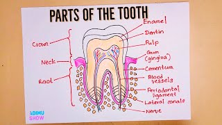 How To Draw And Labeled A Tooth 🦷 [upl. by Sudnak]