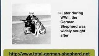 German Shepherd History  German Shepherd Dog history [upl. by Saleme933]