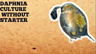 HOW TO CULTURE DAPHNIA NATURALLY WITHOUT A STARTER [upl. by Friday]