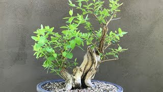 Honeysuckle Bonsai  Update from 2018 [upl. by Abbotsun]