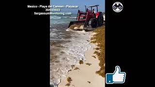 2023 Sargassum  Mexico  Playa del Carmen  Playacar [upl. by Werd]