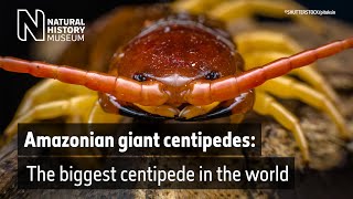 Giant centipede found in the UK  Natural History Museum [upl. by Juxon]