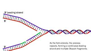 DNA Replication The Process Simplified [upl. by Enala]