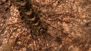 Terrifying Scutigera Encounter in Caves  Deadly 60  BBC Earth Explore [upl. by Dleifyar]