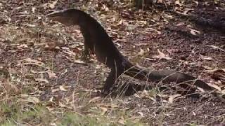 Goanna standing up [upl. by Evreh579]