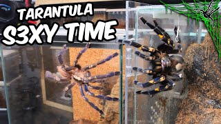 Even Tarantulas Enjoy S3XY TIME [upl. by Ellak]