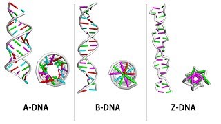 A B and Z DNA [upl. by Lenoel]