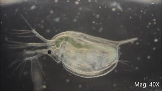 Daphnia magna under the Microscope [upl. by Ennyletak]