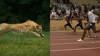 Cheetah vs Usain Bolt  Breathing for Performance [upl. by Sargent]