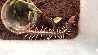 Unboxing the Devil  Worlds largest Centipede [upl. by Auqcinahs]