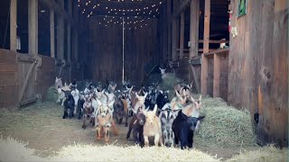 Epic Running of the Goats SunflowerFarmCreamery [upl. by Igic748]