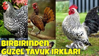 Tüm tavuk ırkları dünya üzerindeki birbirinden değişik 60 tavuk cinsi [upl. by Scopp810]