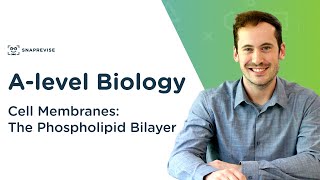 Cell Membranes The Phospholipid Bilayer  Alevel Biology  OCR AQA Edexcel [upl. by Shue]