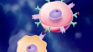 The Immune Response HD Animation [upl. by Lehcin]