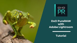 DxO PureRaw with Adobe Lightroom⎢Tutorial [upl. by Nanis574]