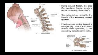 The Transverse Cervical Ligament EXPLAINED [upl. by Iorgo976]