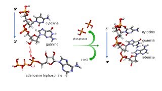 Phosphodiester bond in DNA [upl. by Manny]