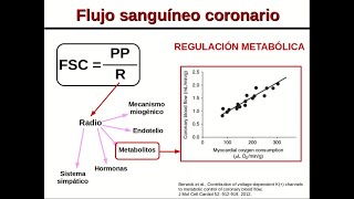 Anatomía de Miembro Superior MMSS  Arterias Braquial radial [upl. by Scales225]