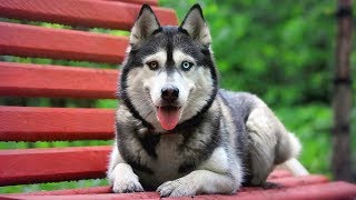 Top 10 Most Beautiful Dog Breeds in the World [upl. by Annaeirb]