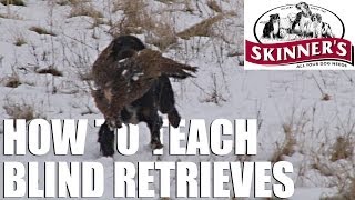 Gundog training tips  Teaching the blind retrieve [upl. by Hayyim]