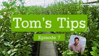 Toms Tips 7  Griselinia littoralis  Greenwood Plants [upl. by Nikola]