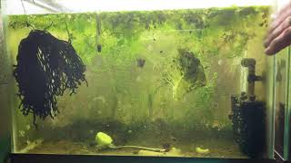 Scuds Daphnia Cherry Shrimp Copepods My aquatic food culture [upl. by Annanhoj]