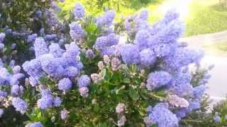 A BEES view in the Ceanothus Plant [upl. by Anale]